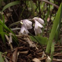 Ophiopogon intermedius D.Don